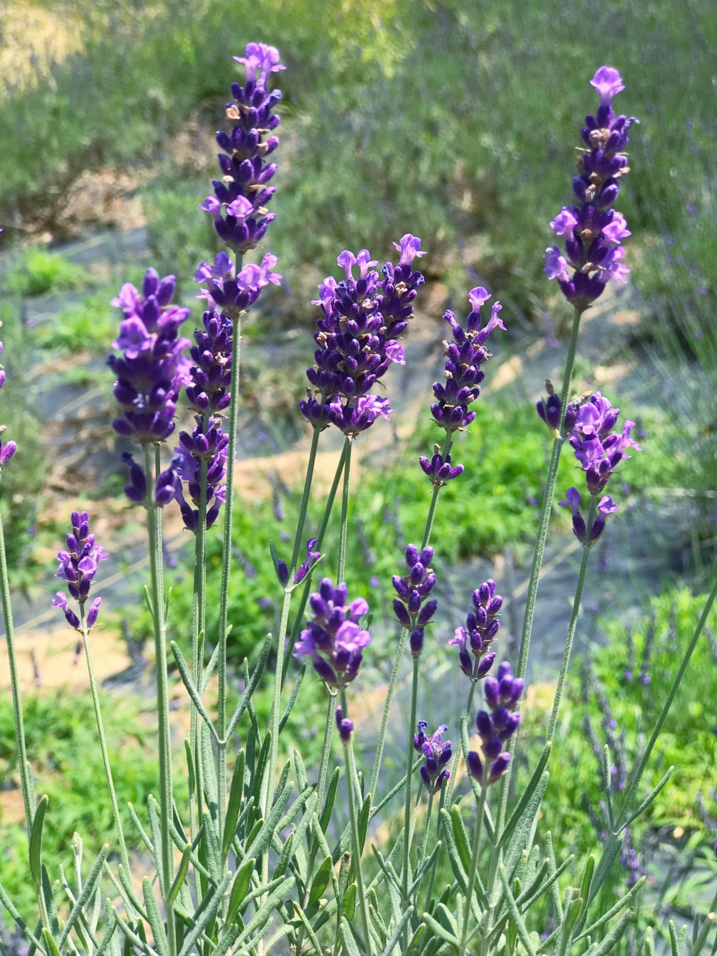 Lavender Farm Near NYC Pleasant Valley Lavender