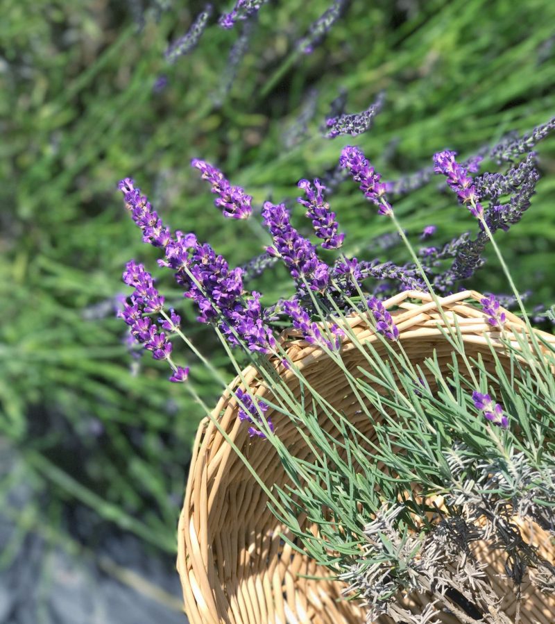 Lavender Farm Near NYC Pleasant Valley Lavender