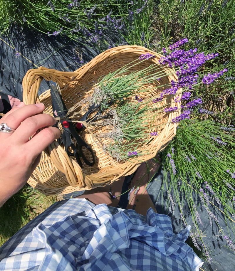 Lavender Farm Near NYC Pleasant Valley Lavender