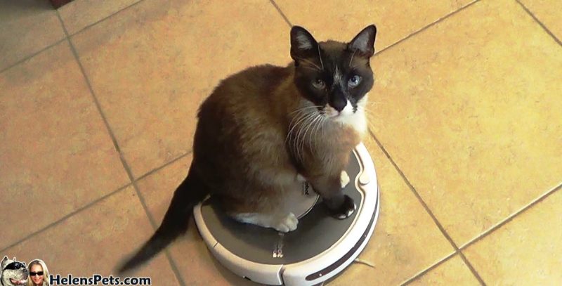 Amazon Best Sellers Roomba Cat